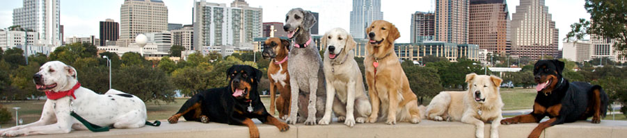 Austin Pets Directory Magazine circulates throughout Austin Texas. The magazine for Austin Texas pets and their parents.