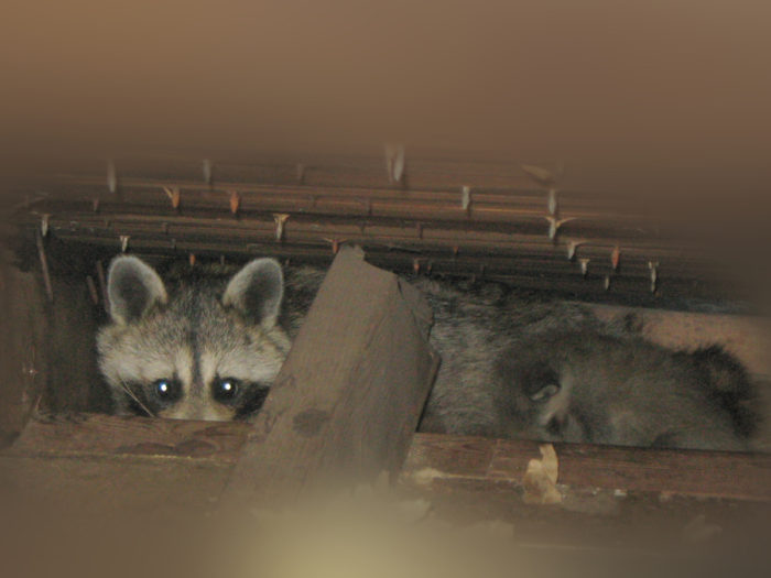 raccoons in attic